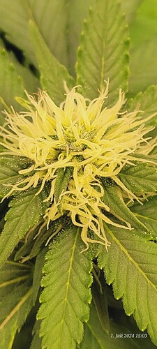 Tag 81 Cookie 2 in der 4ten Blüte Woche 1.7.24