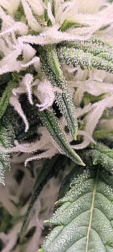 Tag 50 Haze 2 am 19.5.25