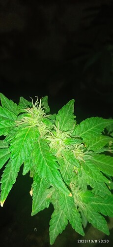 IMG_20231008_232000_1