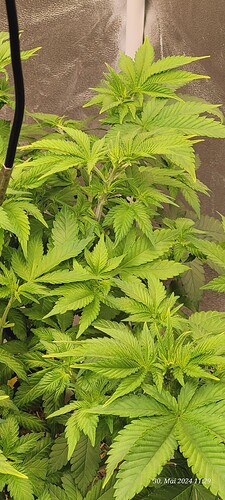 Tag 49 Cookie 2 vierte Wachstum Woche