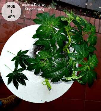 IMG-20220406-WA0016