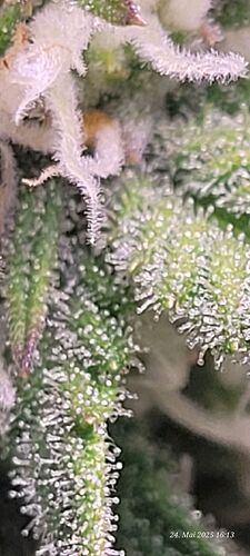 Tag 55 Haze 2 schön frostig wird es