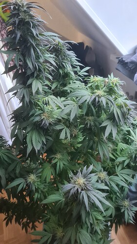 17613770584535200050268789498611