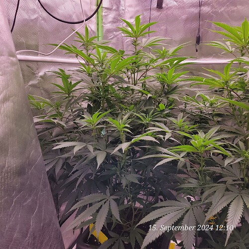 Tag 57 Klon 1 zweite Blüte Woche 15.9.24