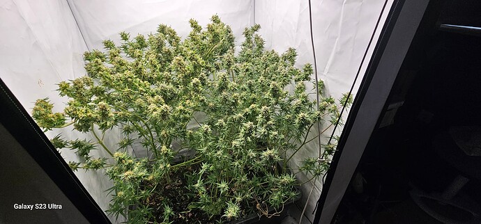 17274268903946324125236294424839