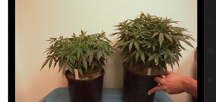 Screenshot_20220120-155449_Chrome