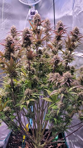 Tag 76 B.G.1 am 25.1.26