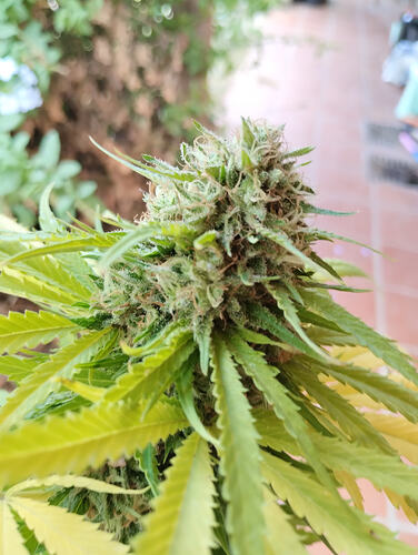 IMG_20260320_115248688