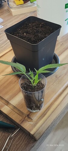 Tag 1 Umgetopft zur weiteren Verwurzelung , kleinste Wurzeln sind schon vorhanden