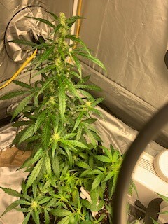 Nov 21 2020 #4