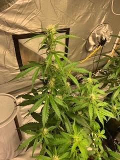 Nov 21 2020 #2
