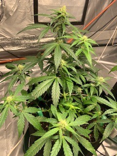 Nov 21 2020 #3