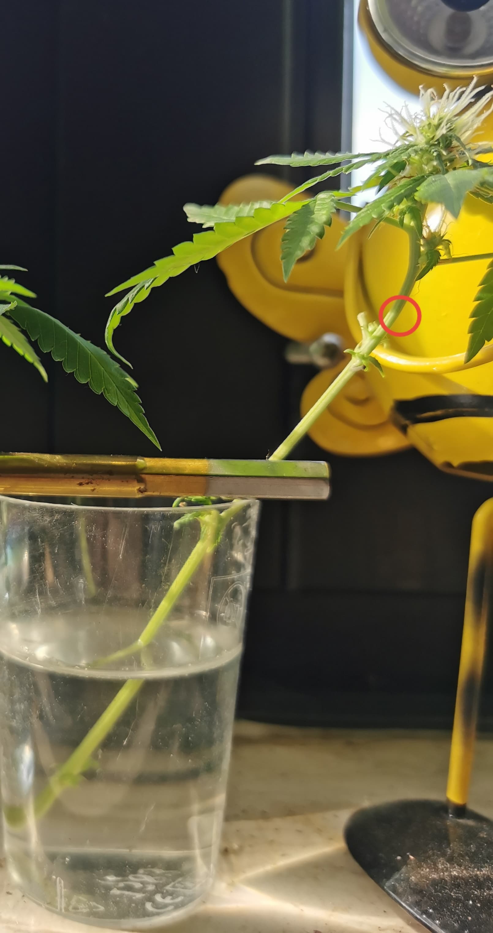 IMG_20250807_085956_edit_2486141960170640