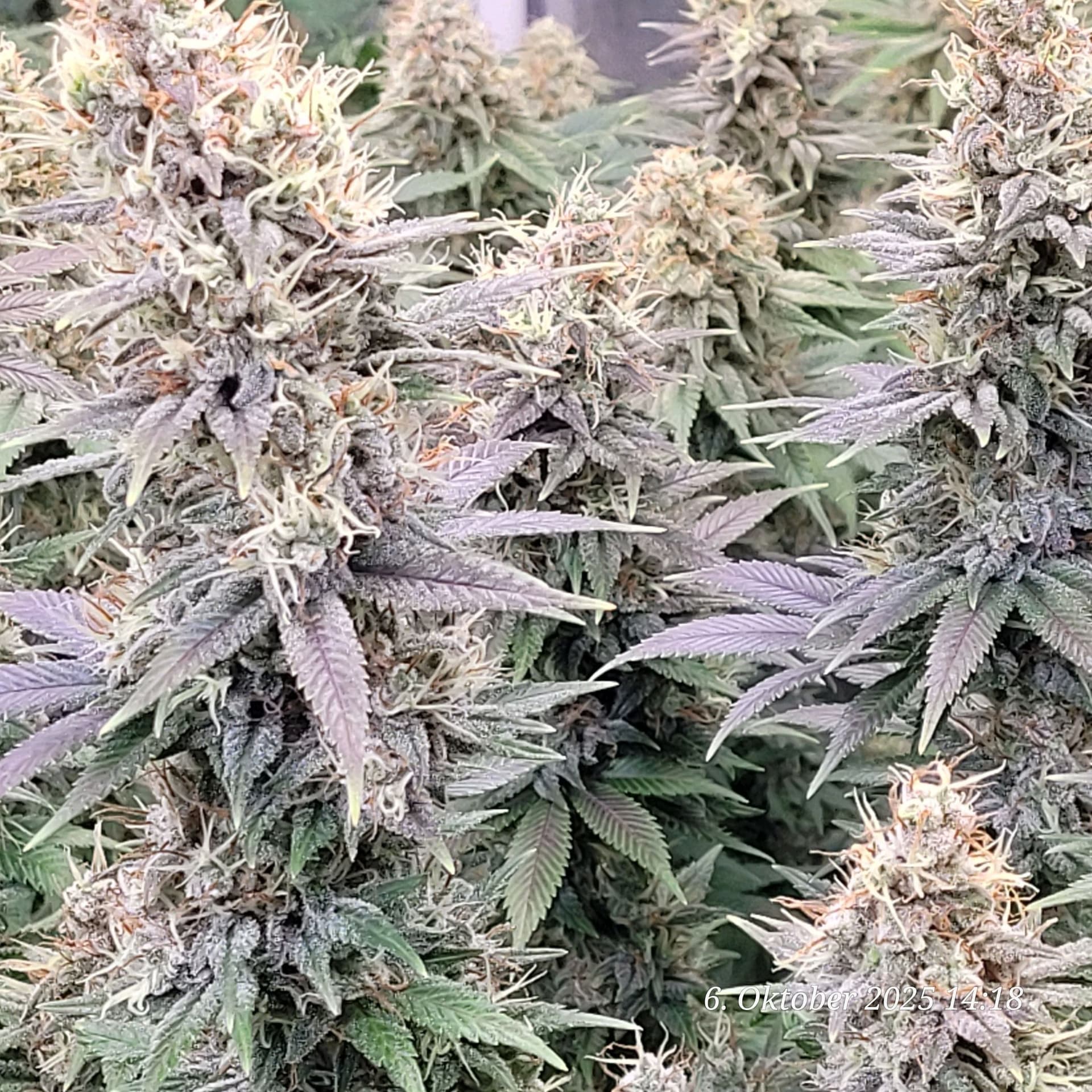 Tag 97 anfang der 8ten Blüte Woche