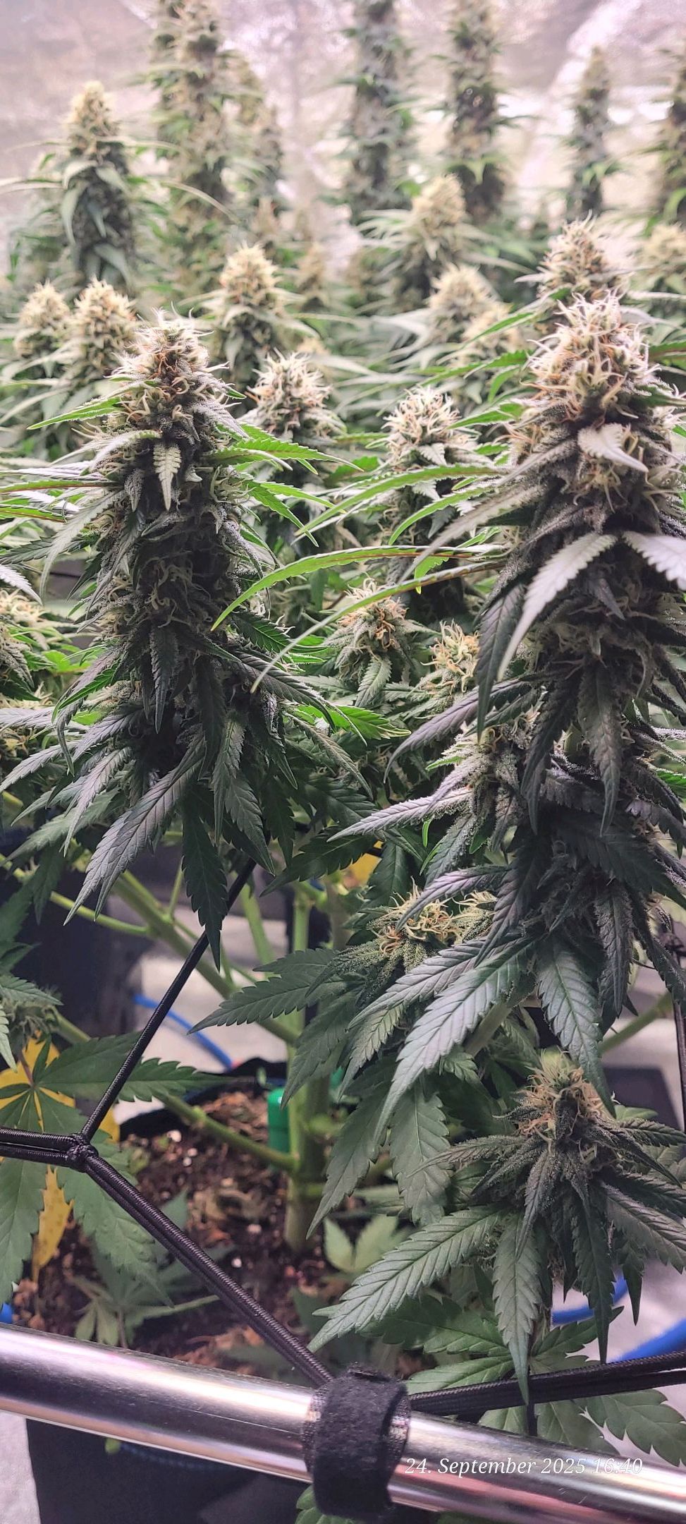 Tag 85 die Frucht schwillt an