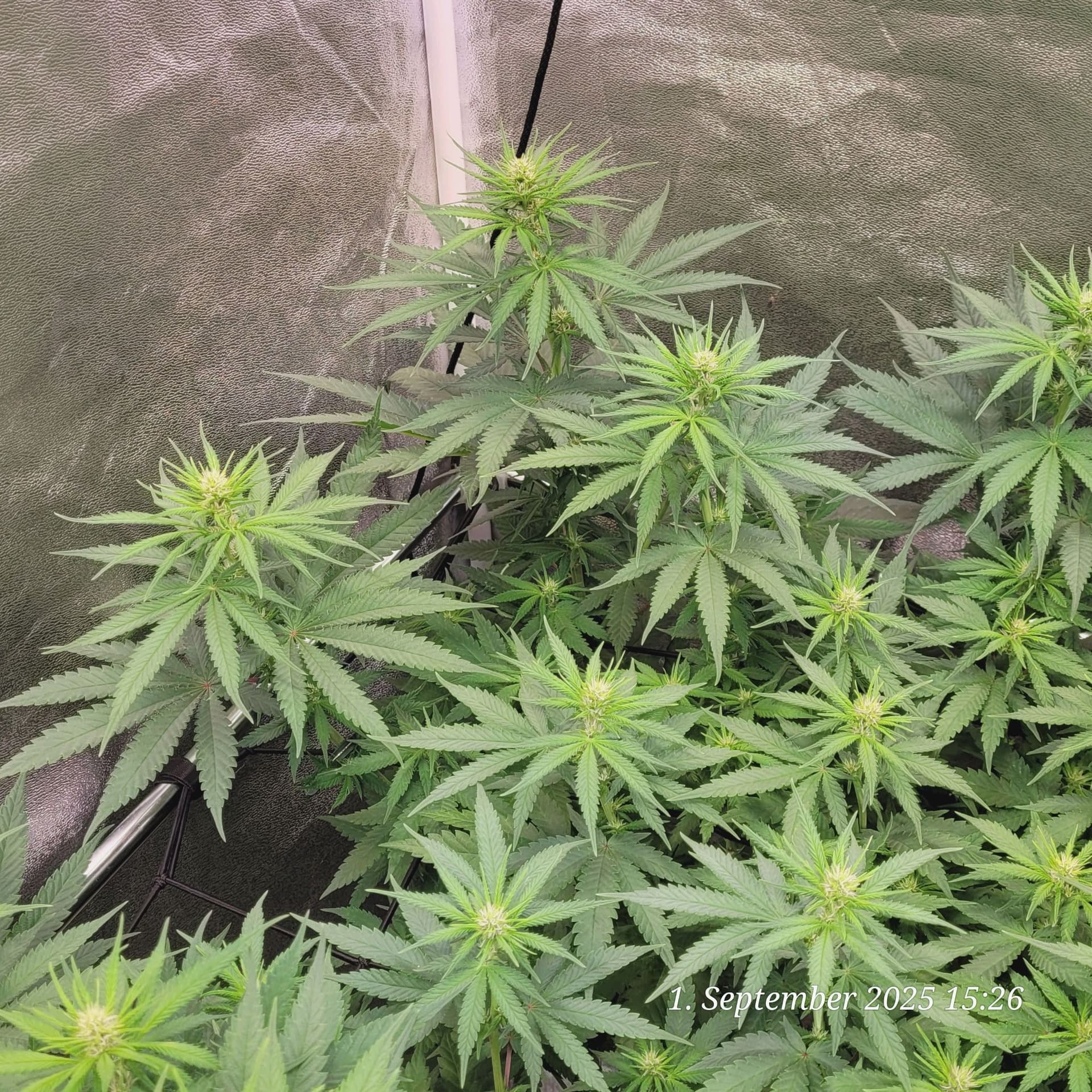 Tag 62 Mexican Sativa 1.9.25