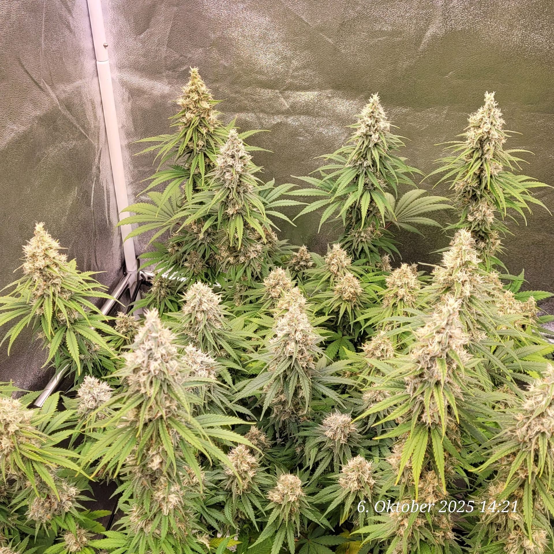 Tag 97 Blüte Tag 50 am 6.10.25