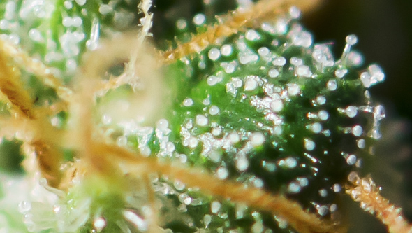 xausgewachsene-cannabis-trichome.jpg.pagespeed.ic.10T8Vbwe_B
