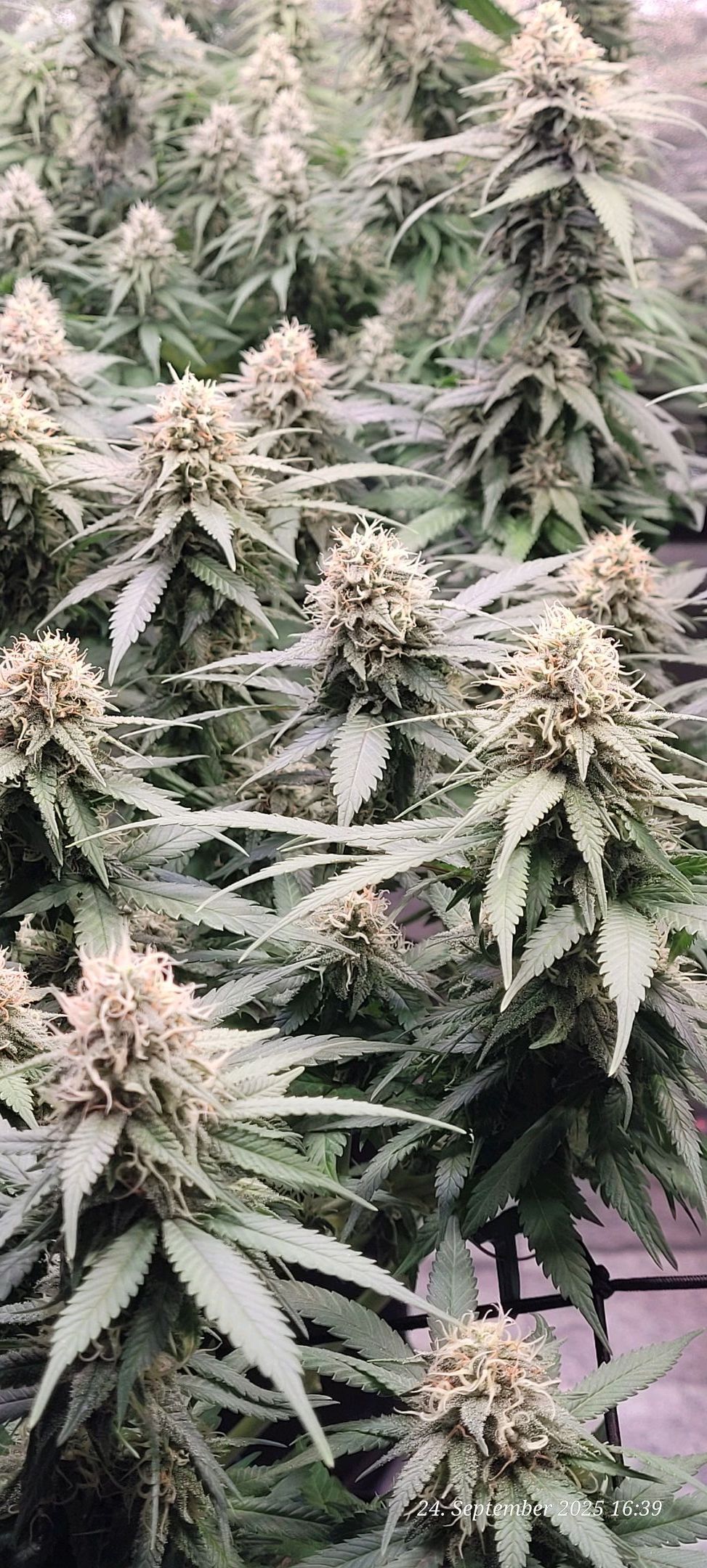 Tag 85 Blüte Tag 38