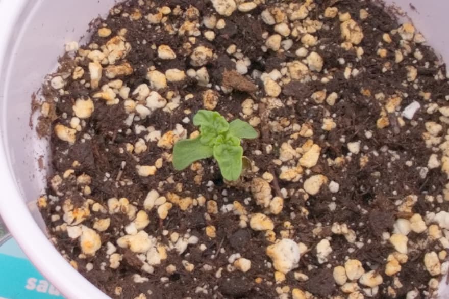 Deformedt_Seedling_ACDC