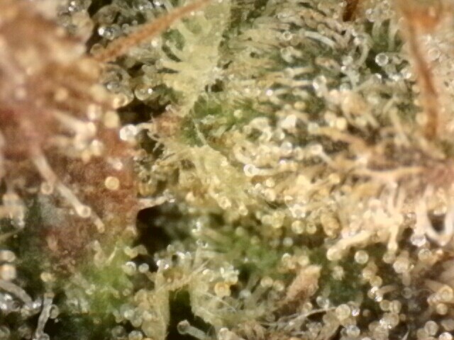 IPC_2025-12-18.13.28.26.3100