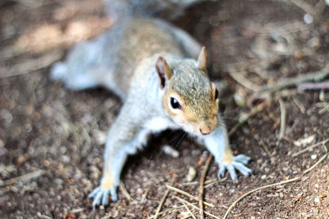 squirell (2)