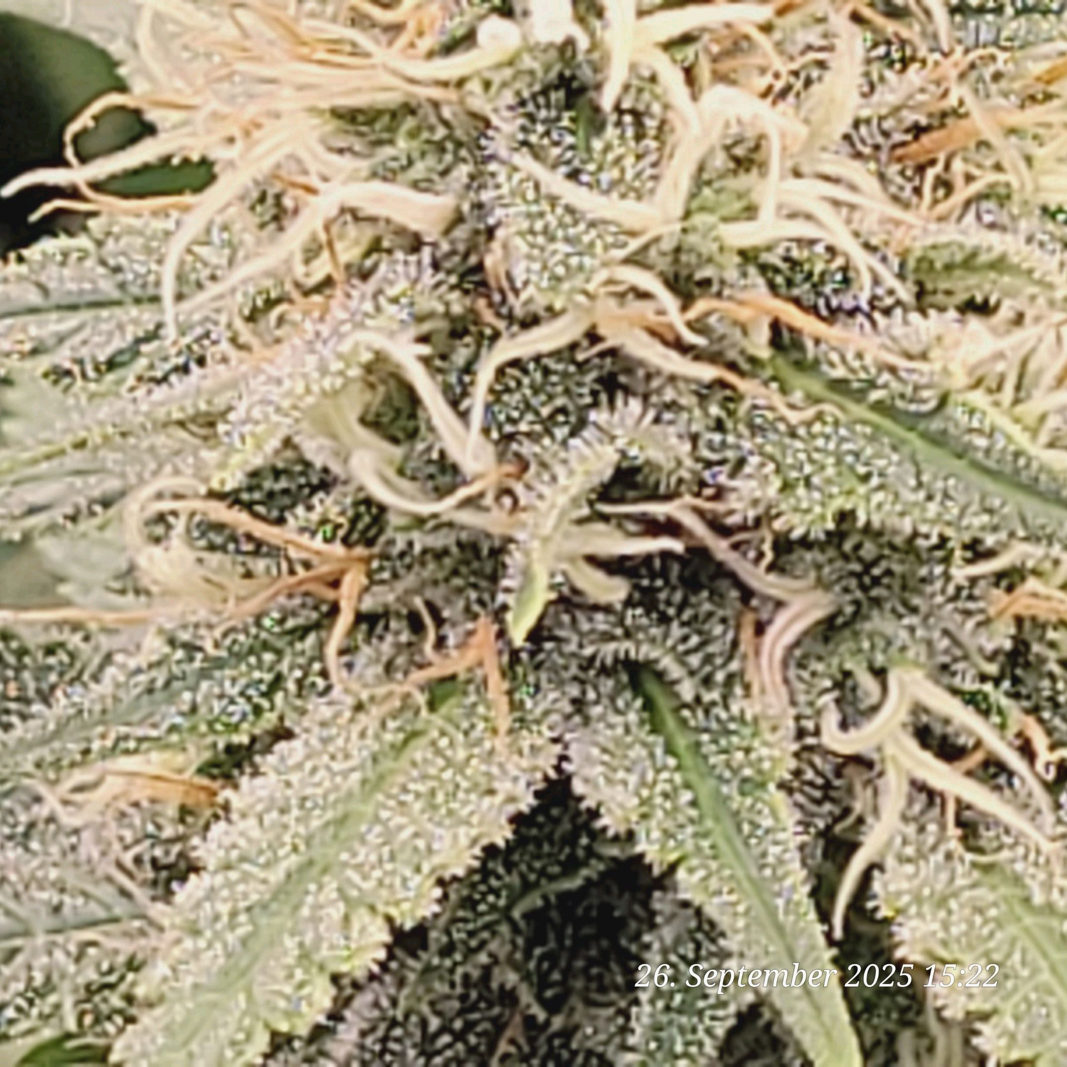 Tag 87 sechste Blüte Woche nähert sich dem Ende 26.9.25