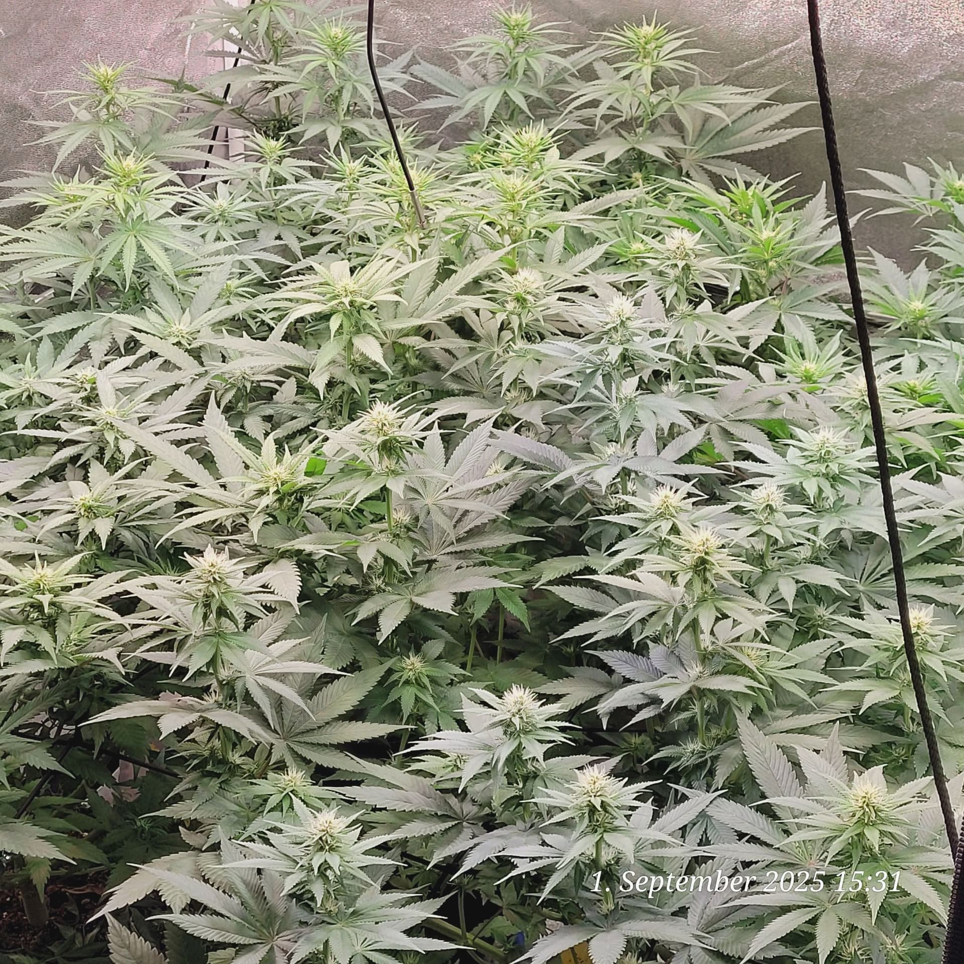 Tag 62 ein Schnappschuss von der Blüte Zeit fast am Ende des ersten drittel 1.9.25