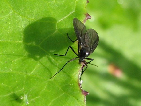 combatir-mosca-sustrato_blog_full