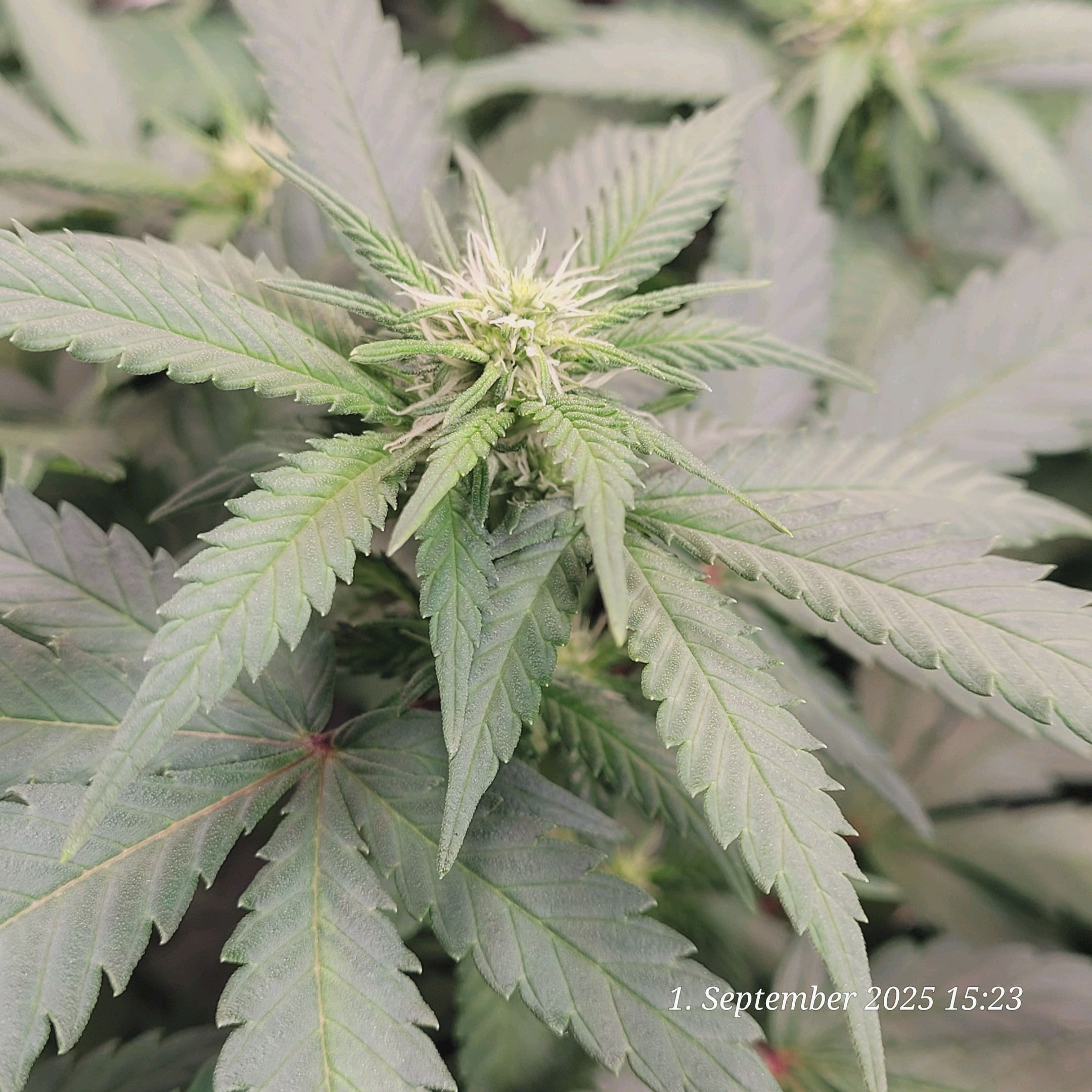 Tag 62 Blüte Tag 15 am 1.9.25