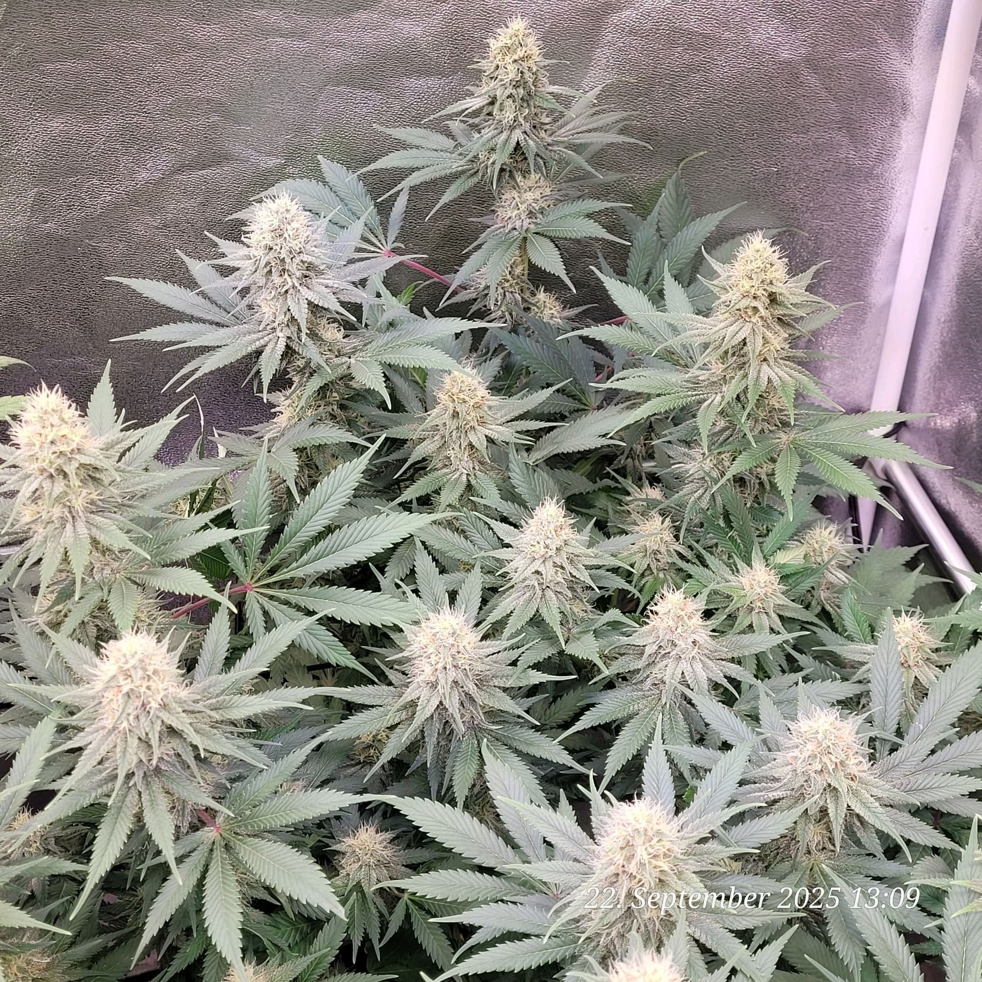 Tag 83 in der sechsten Blüte Woche 22.9.25