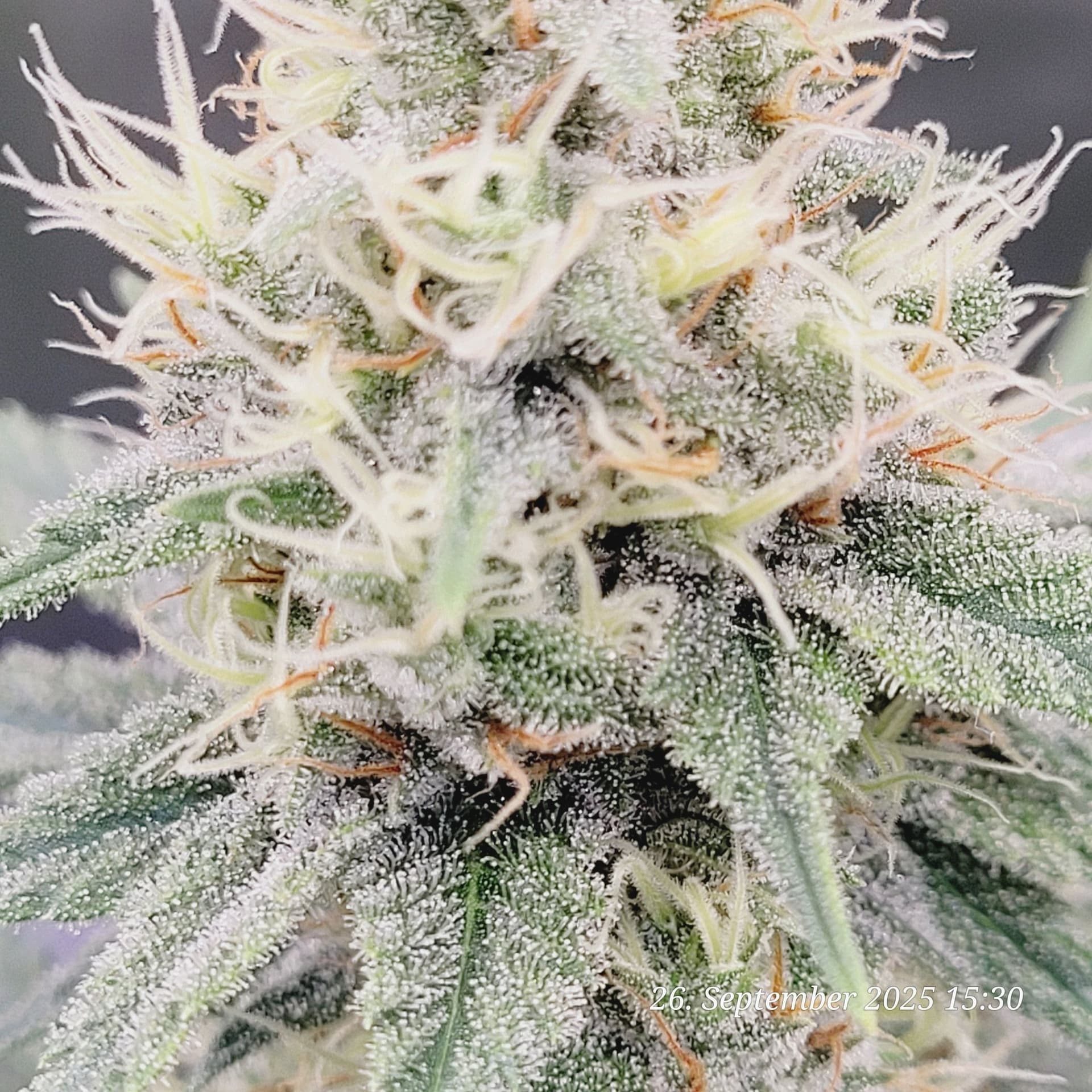 Tag 87 Jamaican Pearl 26.9.25