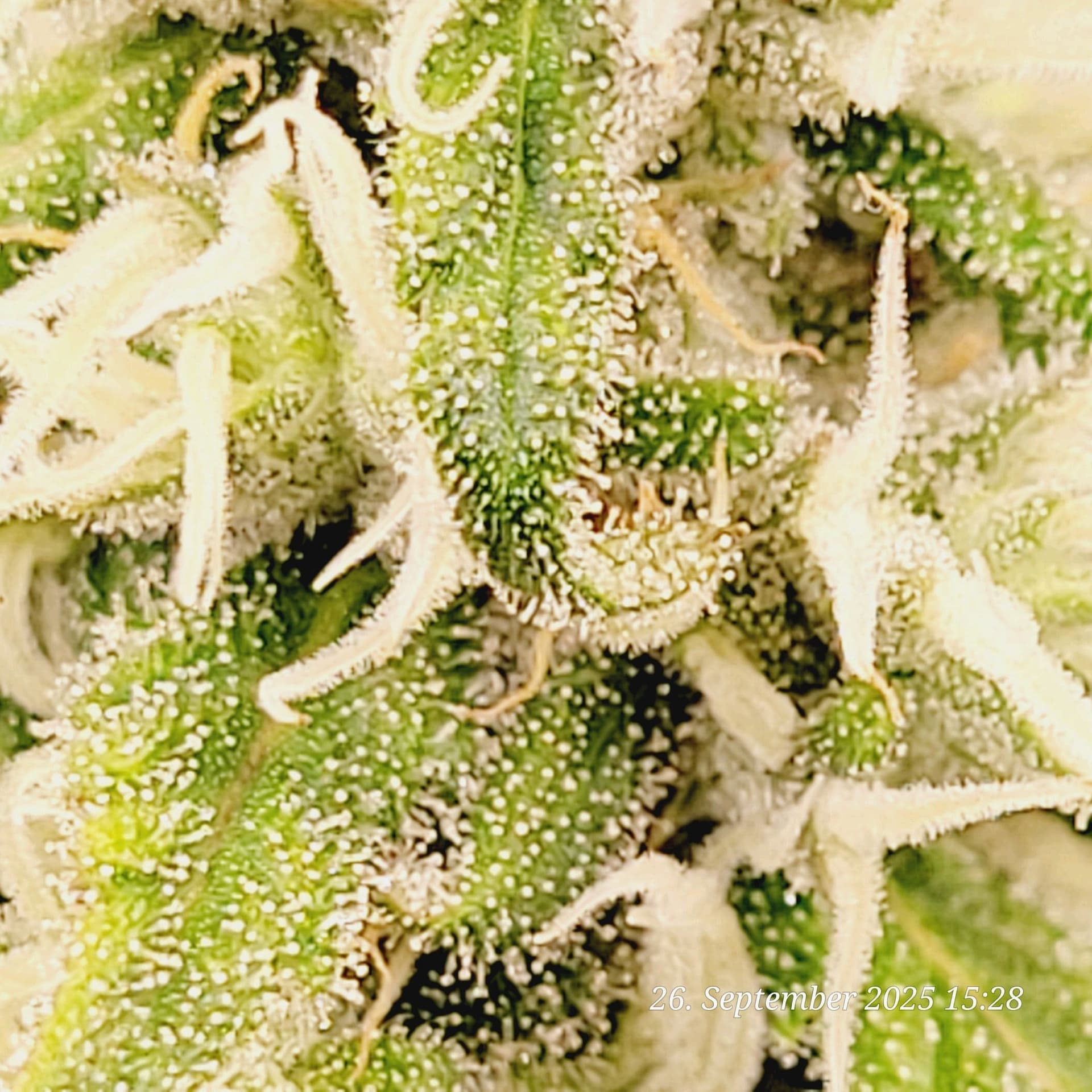 Tag 87 ende sechste Blüte Woche