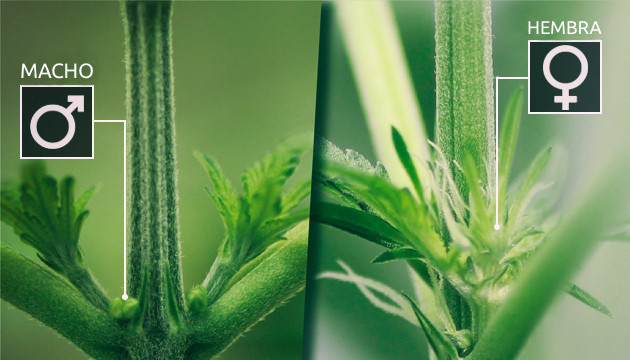 how-to-identify-a-male-plant__aWuYm9P4GVTLyblb