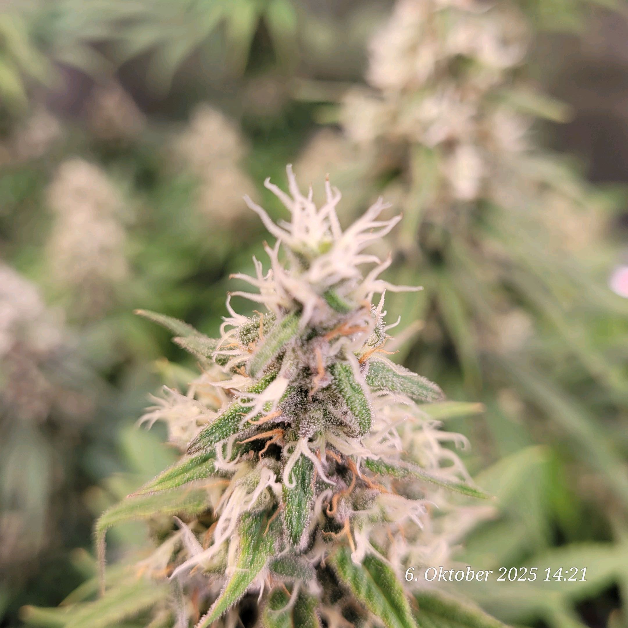 Tag 97 Mexican Sativa