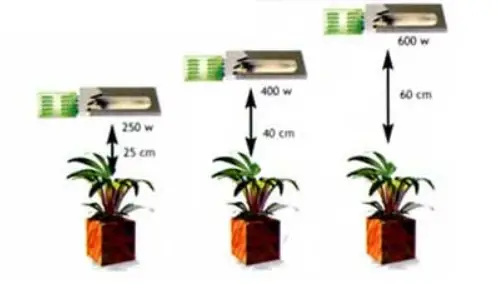distancia focos marihuana..
