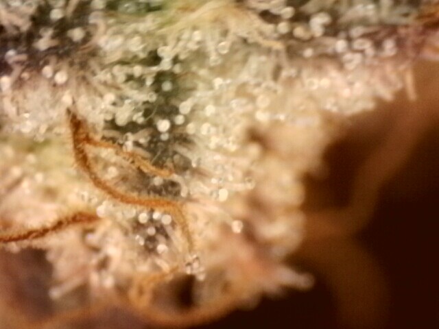 IPC_2025-12-18.13.27.34.9510