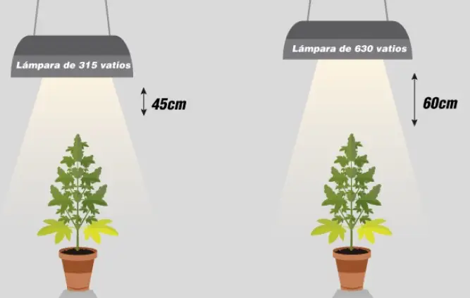 distancia focos marihuana.