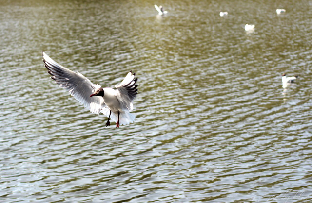 gulls  (14)