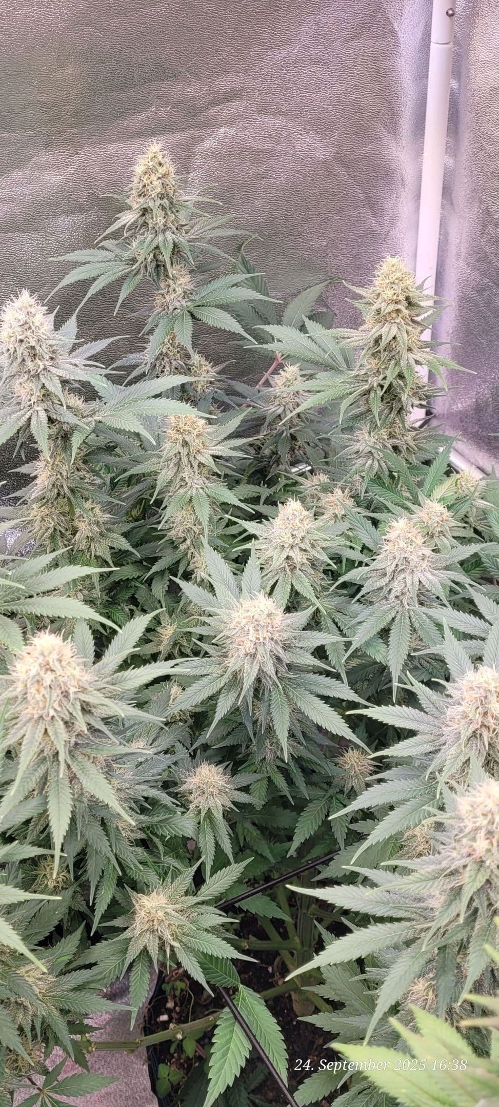 Tag 85 Blüte Tag 38