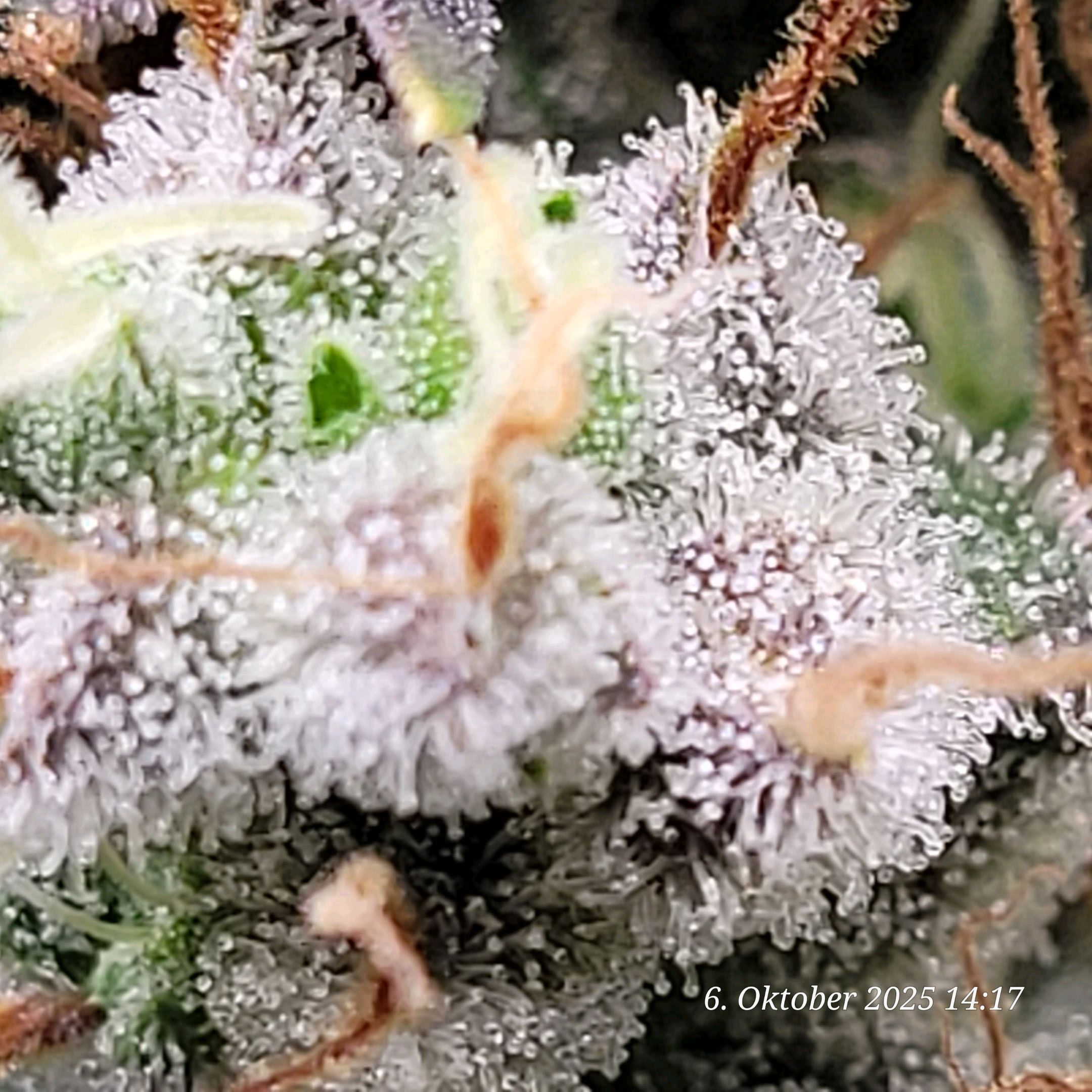 Tag 97 und hier schießt sich immer mehr Trichome rein