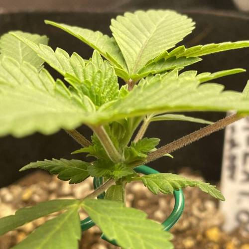 6095701_fec5e22bc551a3049072651c59e4620c_m