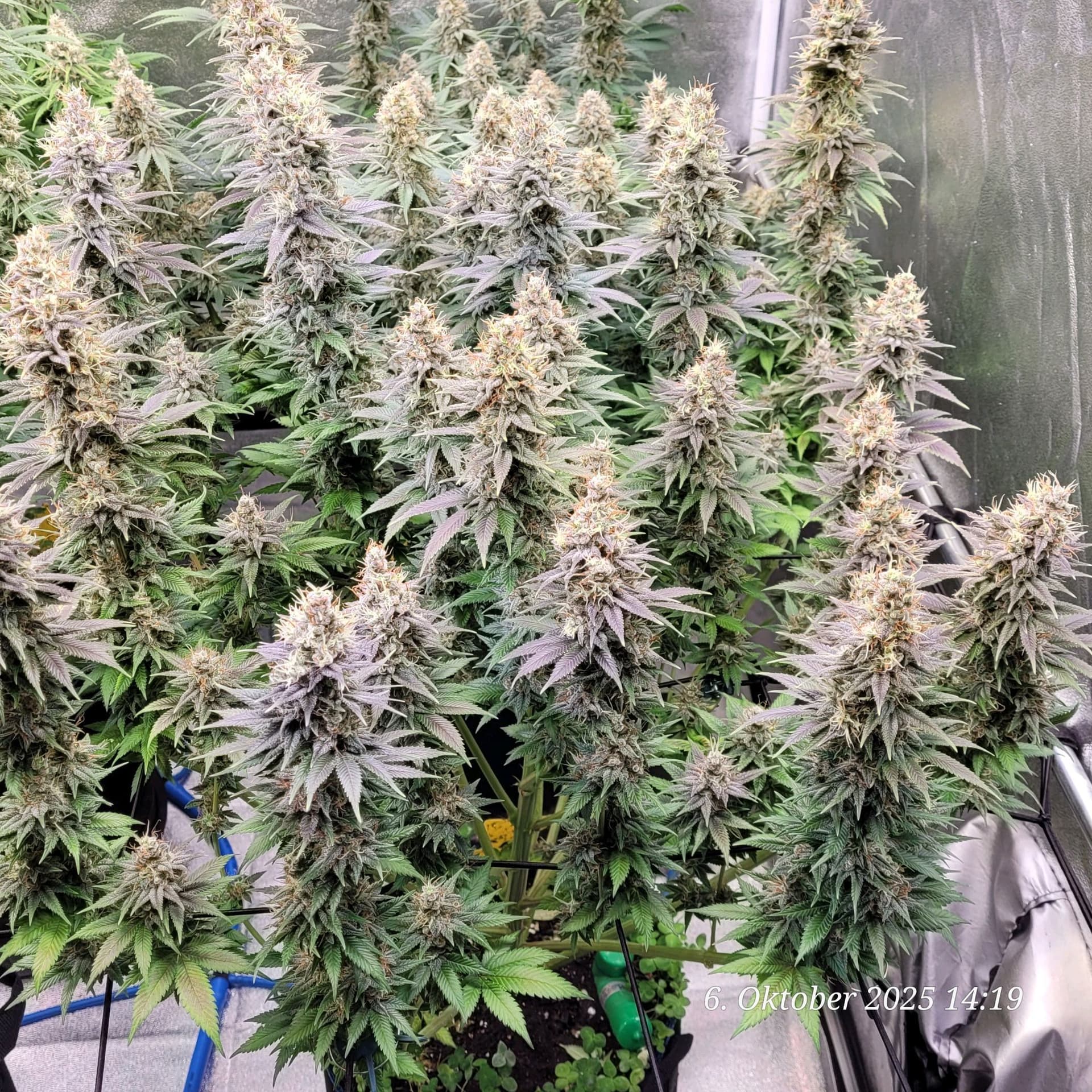 Tag 97 Blüte Tag 50 am 6.10.25