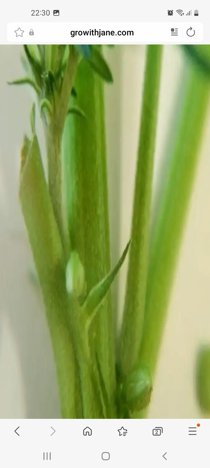 Screenshot_20250826-223002_Samsung Internet