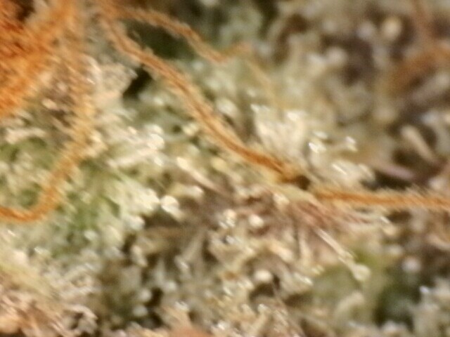 IPC_2025-12-18.13.27.51.6680