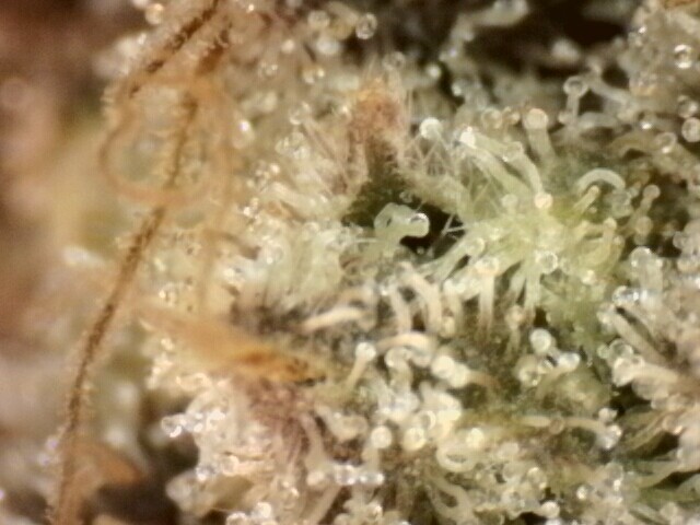 IPC_2025-12-18.13.24.46.9160