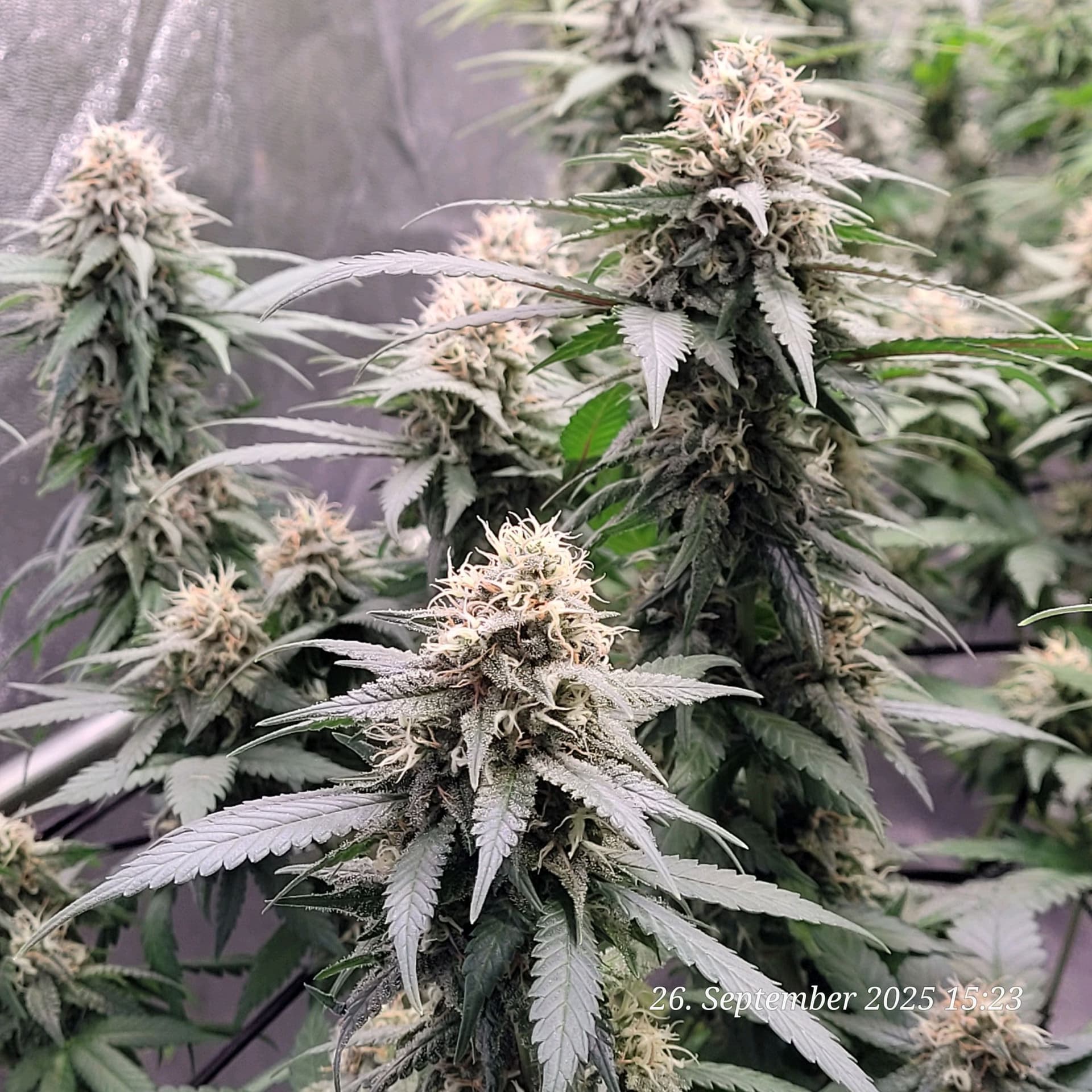 Tag 87 Amnesia Pro 26.9.25