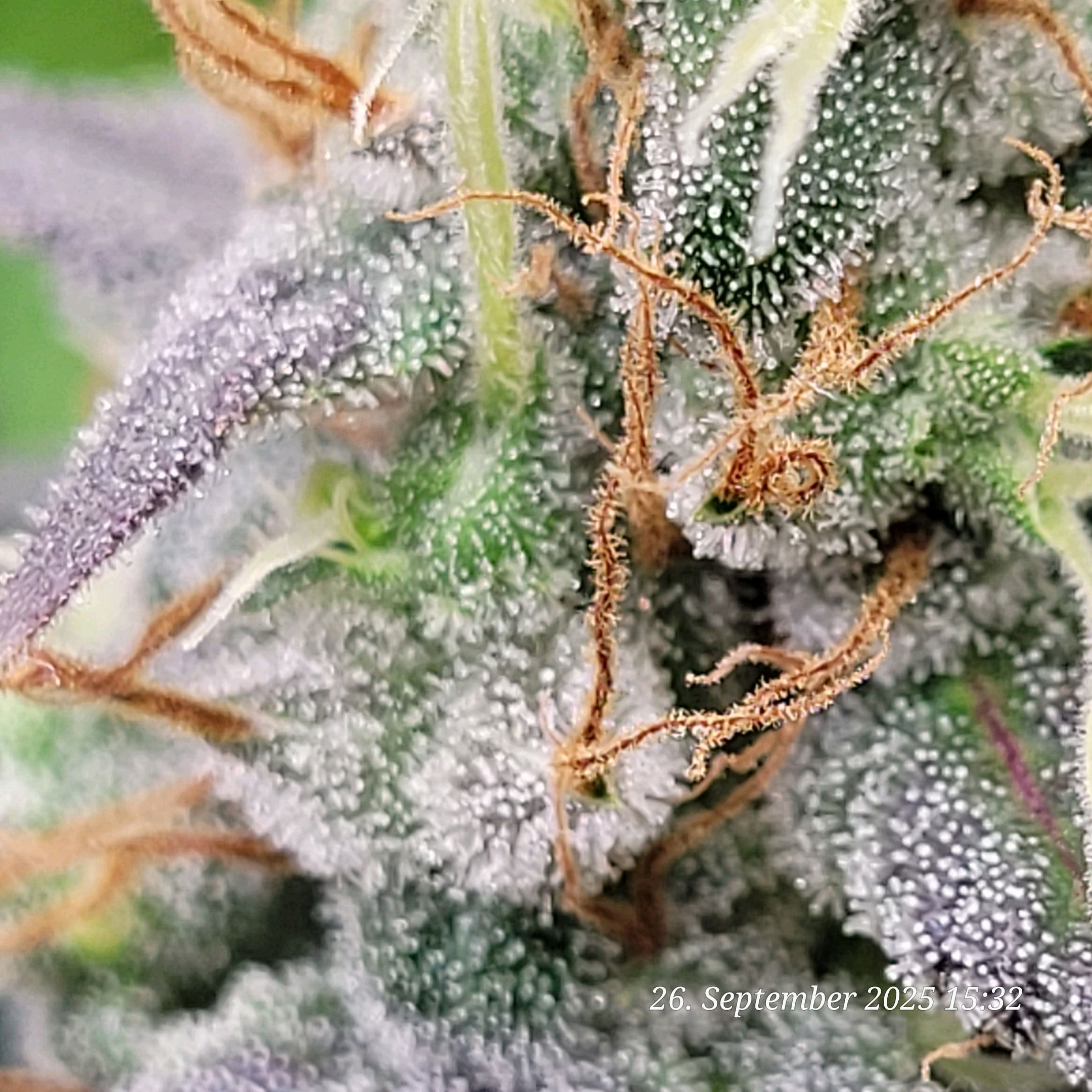 Tag 87 schon etliche Milchig und es geht weiter