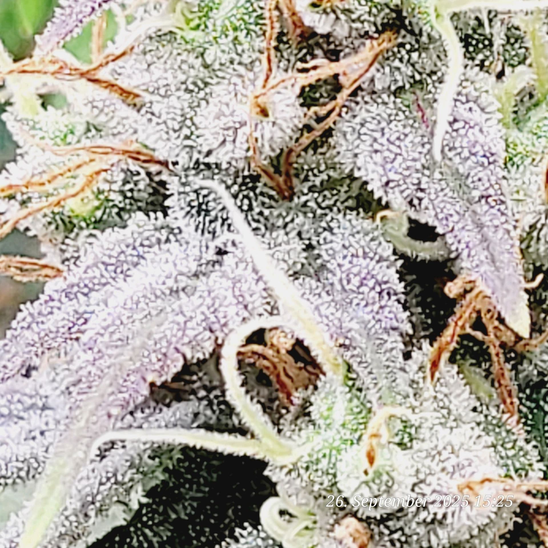 Tag 87 zeit bald mit Mikroskope die Trichs zu begutachten