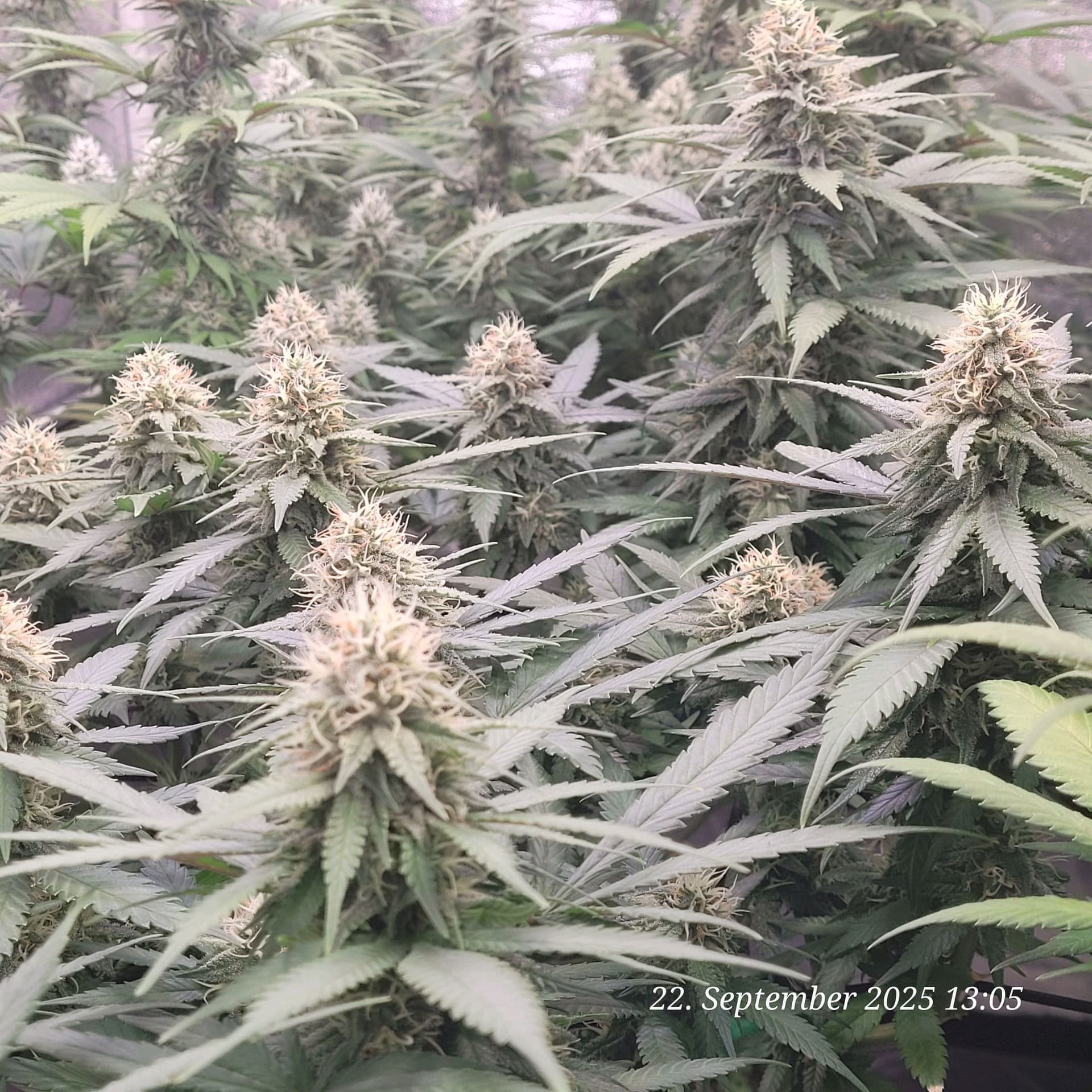 Tag 83 Blüte Tag 36 am 22.9.25